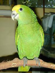 Amzon Parrot